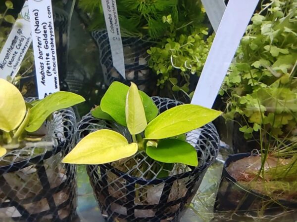 Anubia barteri var. nana Gold - Imagem 2