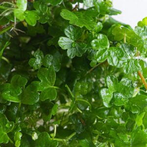 Hydrocotyle tripartita