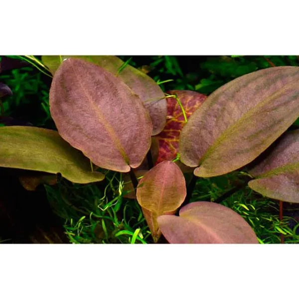 Lagenandra meeboldii "Red" - Imagem 2