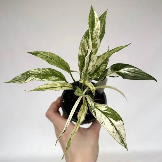 Spathiphyllum wallisii (Variegata) Lírio-da-paz
