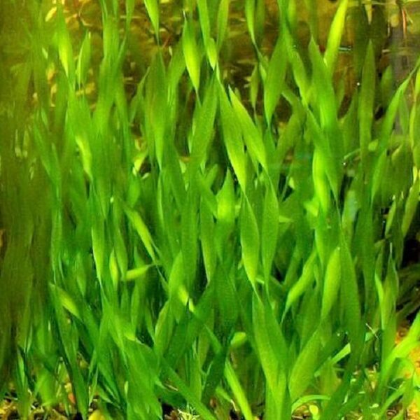 Vallisneria Spiralis Tortifolia