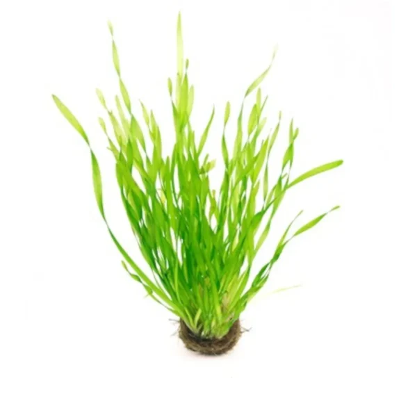 Vallisneria Spiralis Tortifolia - Imagem 3