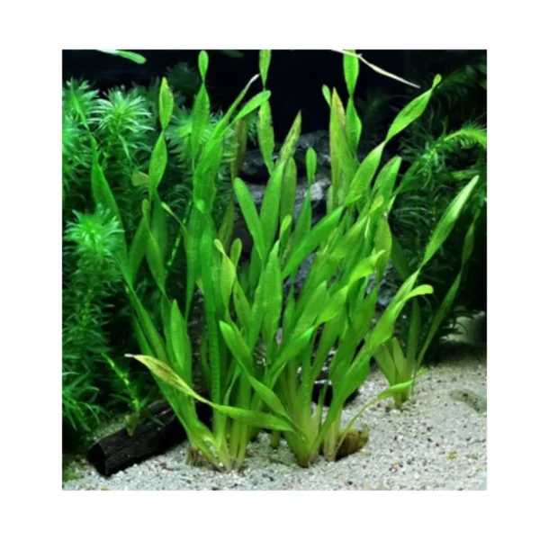 Vallisneria Spiralis Tortifolia - Imagem 2