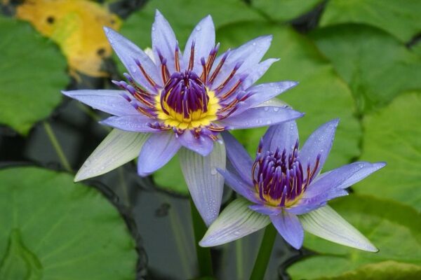 Nymphaea Caerulea - Image 3