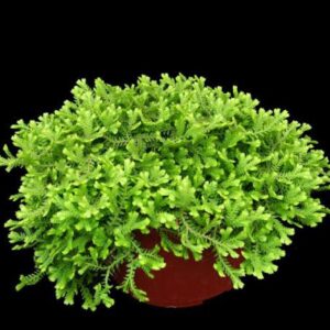 Selaginella kraussiana (Musgo Tapete)