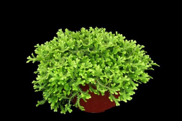 Selaginella kraussiana (Musgo Tapete)
