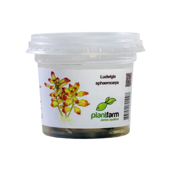 Ludwigia sphaerocarpa in vitro plantfarm ( Rara ) - Imagem 2