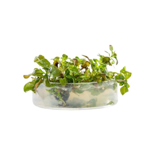 Ludwigia sphaerocarpa in vitro plantfarm ( Rara ) - Imagem 7