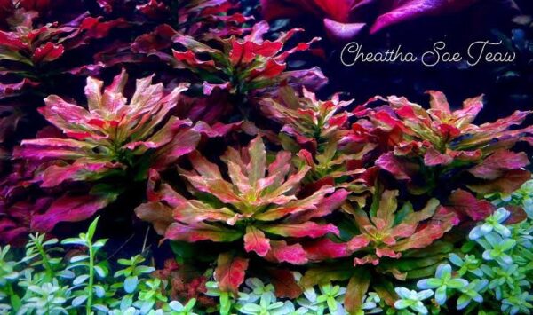 Ludwigia sphaerocarpa in vitro plantfarm ( Rara ) - Imagem 5