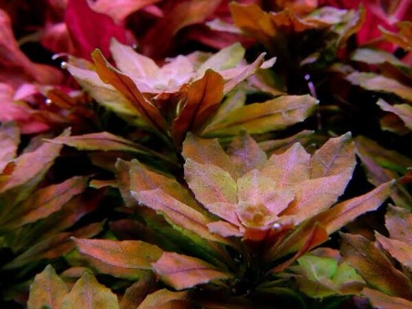 Ludwigia sphaerocarpa in vitro plantfarm ( Rara ) - Imagem 4