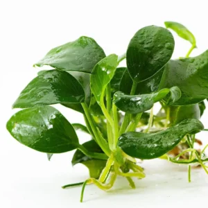Anubias barteri var. nana Petite