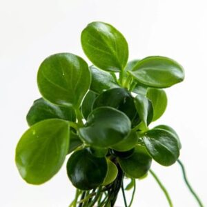 Anubia Barteri var. Nana "mini coin"