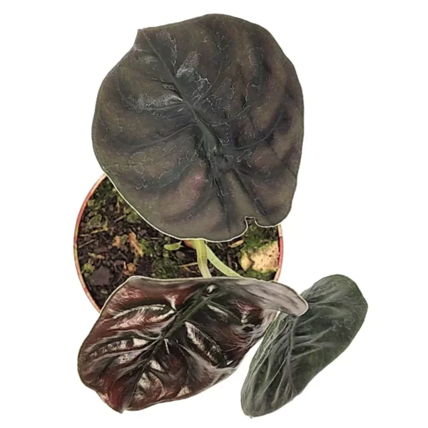 Alocasia cuprea (Pulmão-de-Aço) - Imagem 3