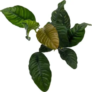Anubia barteri var. coffeefolia