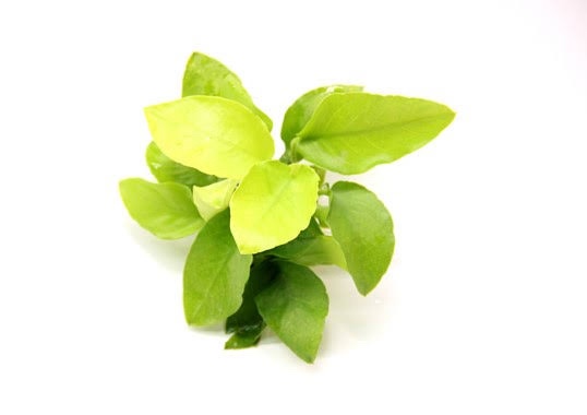 Anubia barteri var. nana Gold