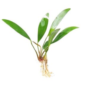 Anubias barteri var. glabra (Anubia Lanceolata)