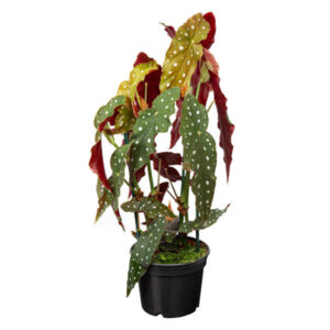 Begônia Maculata P15