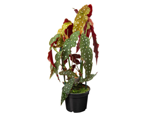 Begônia Maculata P15