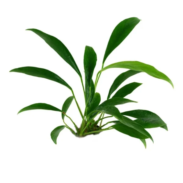 Anubia Angustifolia - Imagem 4