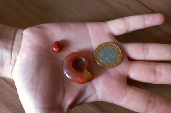 Caramujo Red Ramshorn - Imagem 3