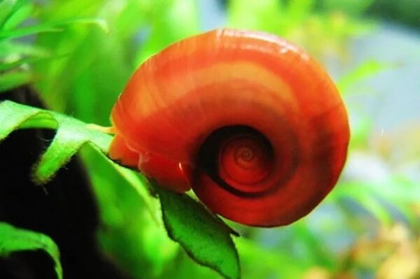 Caramujo Red Ramshorn - Imagem 5