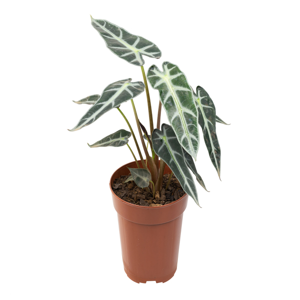 Alocasia Picollini