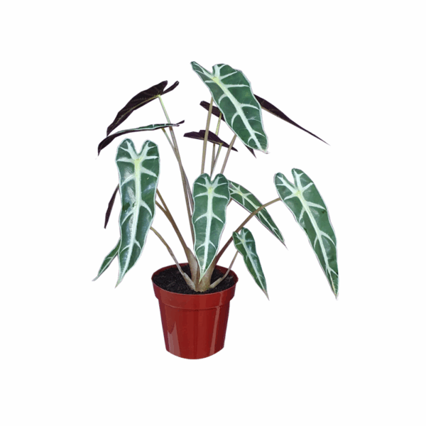 Alocasia Picollini - Imagem 2