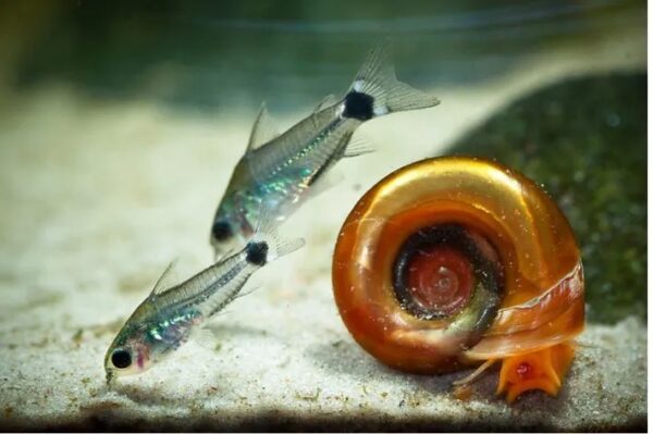 Caramujo Red Ramshorn - Imagem 4