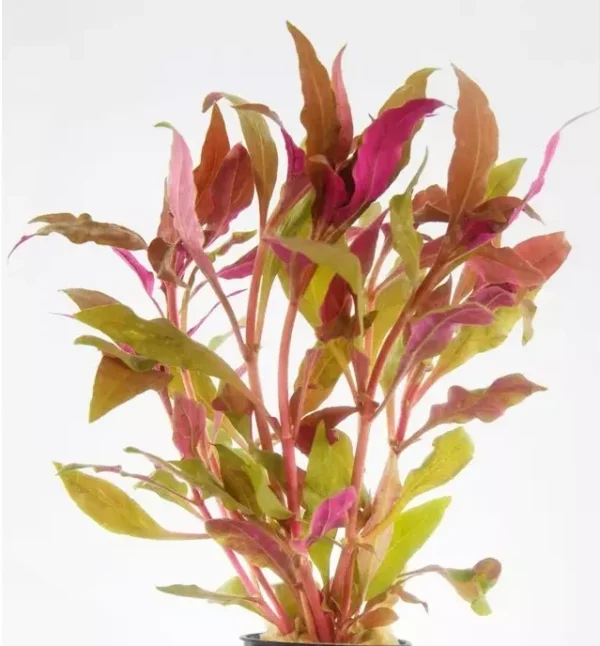 Alternanthera reineckii 'Splendida'