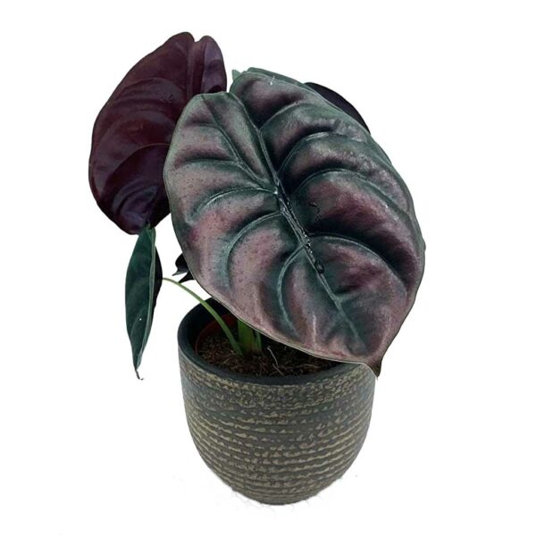 Alocasia cuprea (Pulmão-de-Aço) - Imagem 2