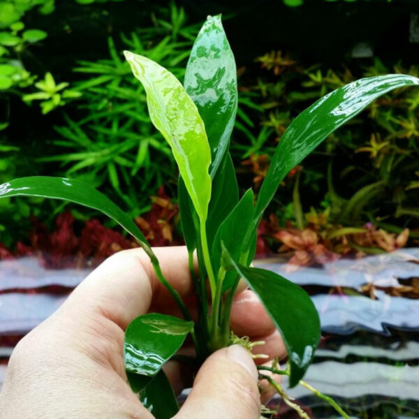 Anubias Congensis