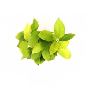 Anubia barteri var. Petite Golden