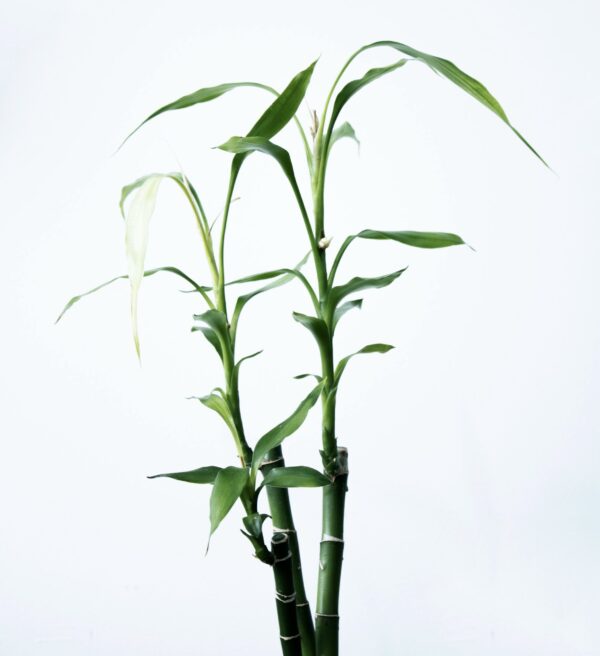 Bambu Da Sorte – Dracaena Sanderiana - Imagem 2