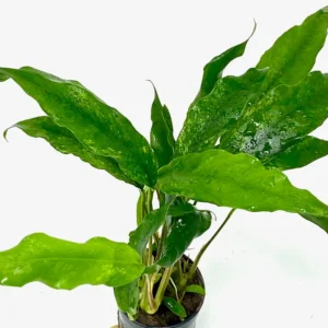 Anubia barteri var. Minima (Gabon)