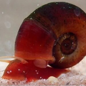 Caramujo Red Ramshorn