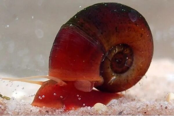 Caramujo Red Ramshorn