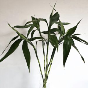 Bambu Da Sorte – Dracaena Sanderiana