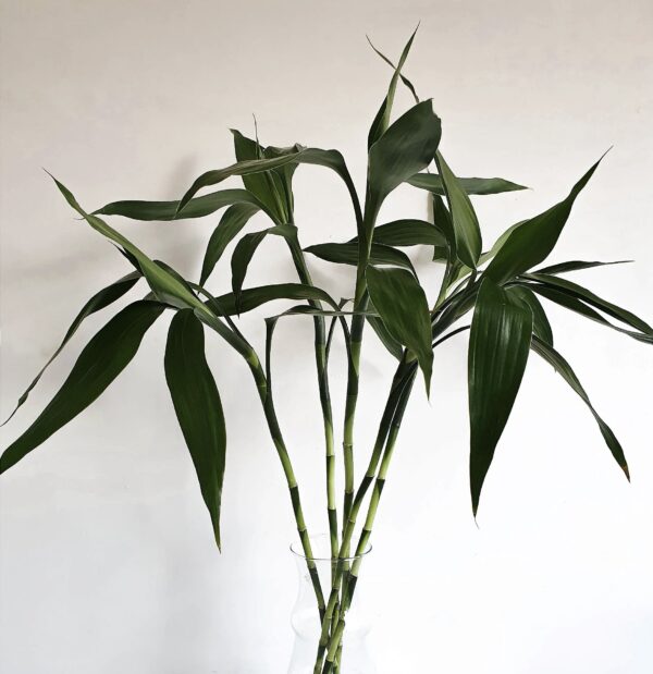 Bambu Da Sorte – Dracaena Sanderiana