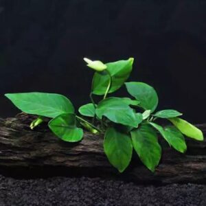 Anubia Nana