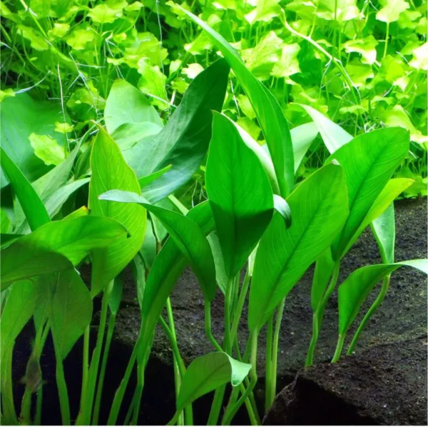 Anubia Angustifolia - Imagem 2