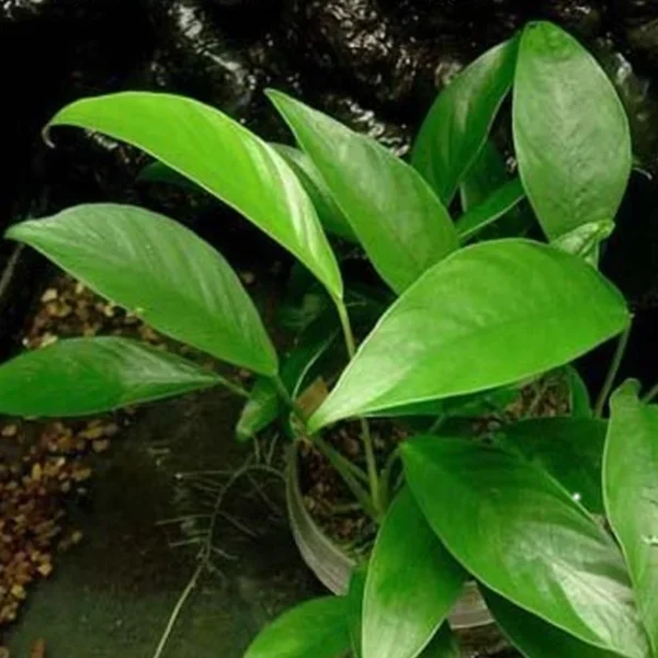 Anubia Angustifolia - Imagem 3