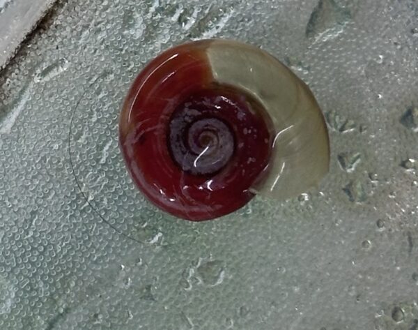 Caramujo Red Ramshorn - Imagem 2