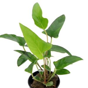 Anubia hastifolia