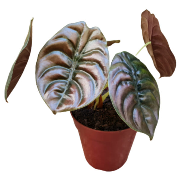 Alocasia cuprea (Pulmão-de-Aço)