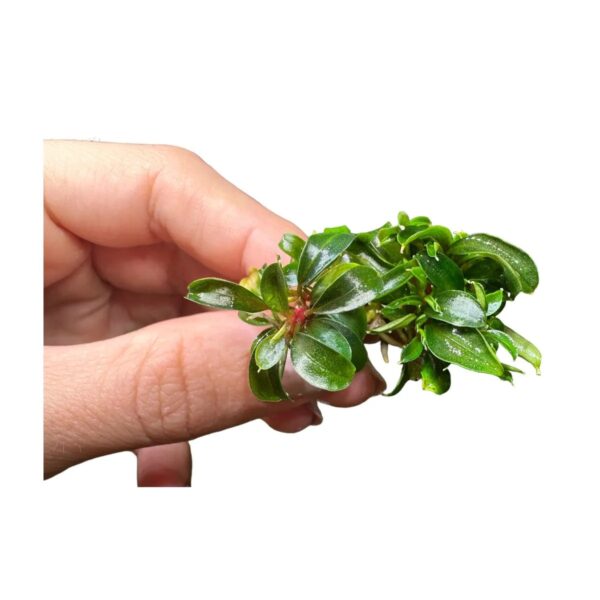 Bucephalandra Red Phantom in vitro Plantfarm - Imagem 8