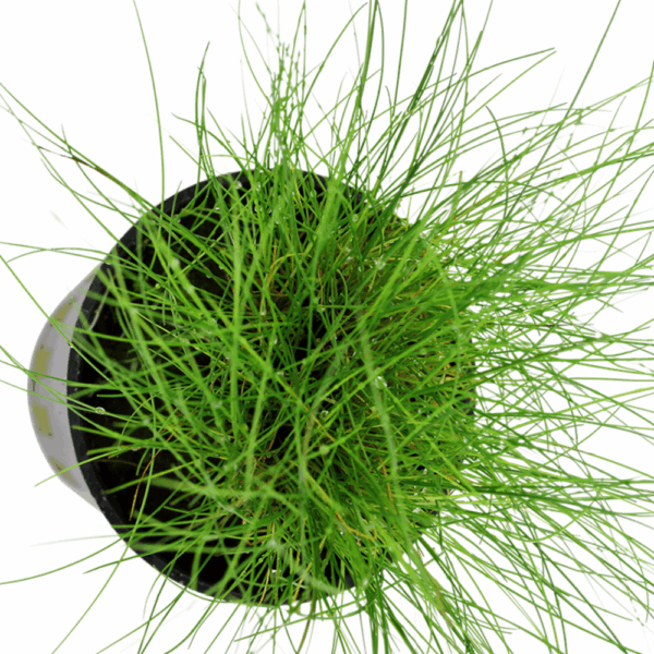 Eleocharis Parvula