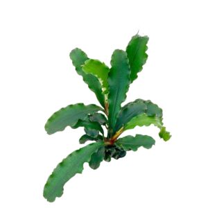 Bucephalandra sp. Sintang