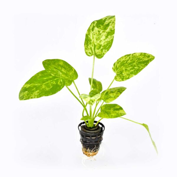 Echinodorus cordifolius “Marble Queen” - Imagem 2