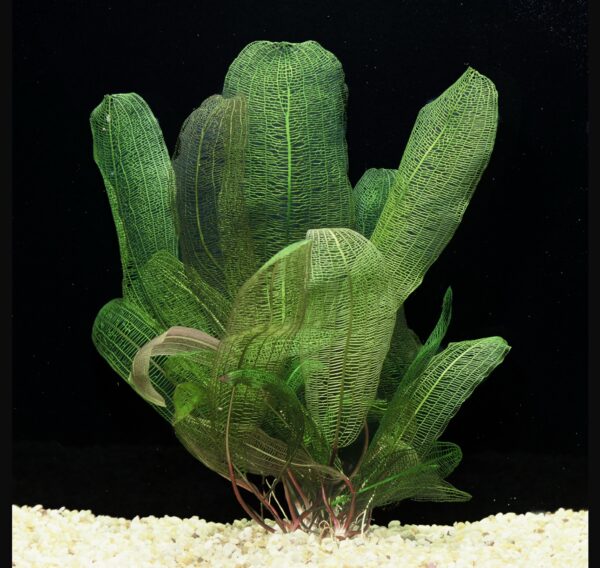 Aponogeton madagascariensis - Imagem 3