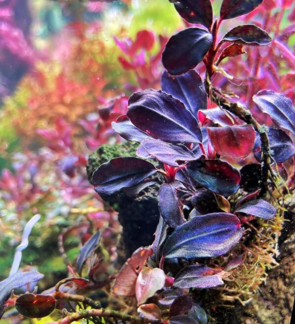 Bucephalandra Brownie Helena in vitro Plantfarm - Imagem 3